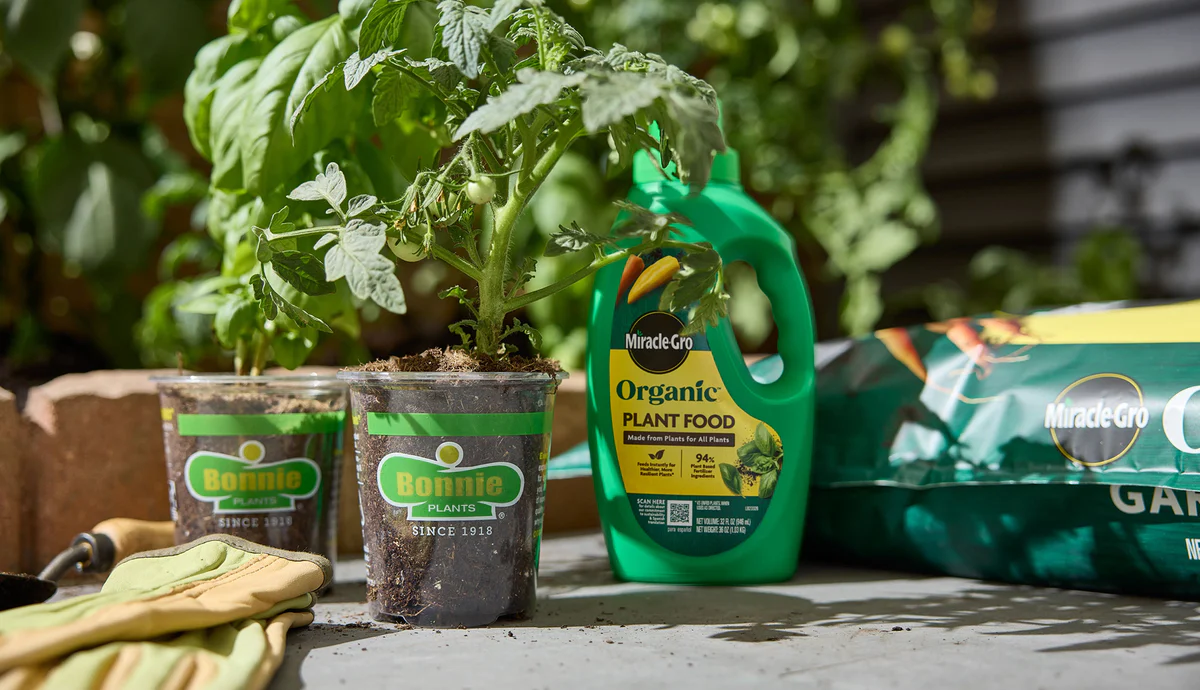 Grow Your Own Fresh Harvest